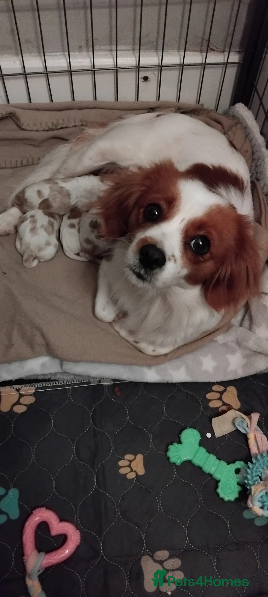 Cavalier King Charles Spaniel dogs for sale: King charles cavalier puppies - Advert 24