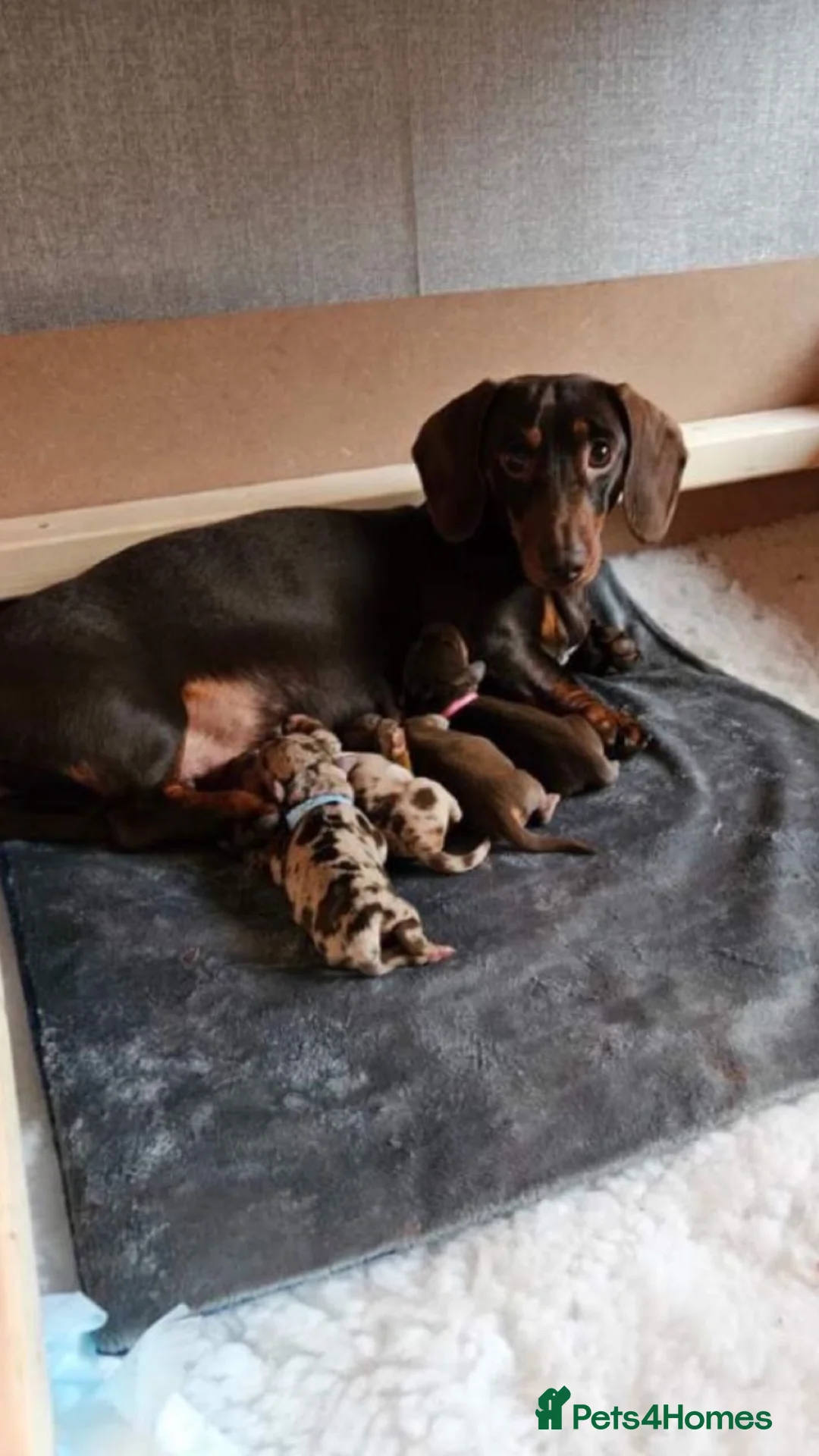 Miniature Dachshund dogs for sale: 🌟 Exceptional Miniature Dachshund Puppies - Advert 1