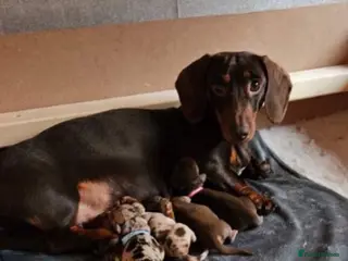 Miniature Dachshund dogs 🌟 Exceptional Miniature Dachshund Puppies - Advert 2
