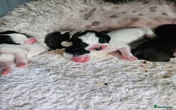 Shihpoo dogs for sale: Shihpoo puppies in Devon ... we're back!  - Image 6