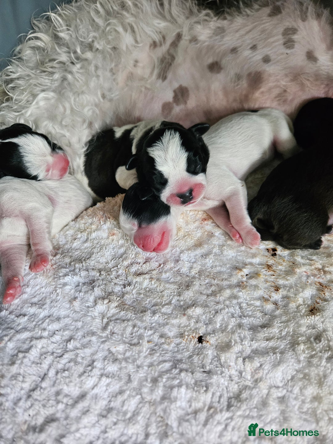 Shihpoo dogs for sale: Shihpoo puppies in Devon ... we're back!  - Image 6