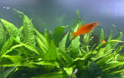 Live Bearers fish for sale: Guppy's endlers / molly & swords  - Image 6