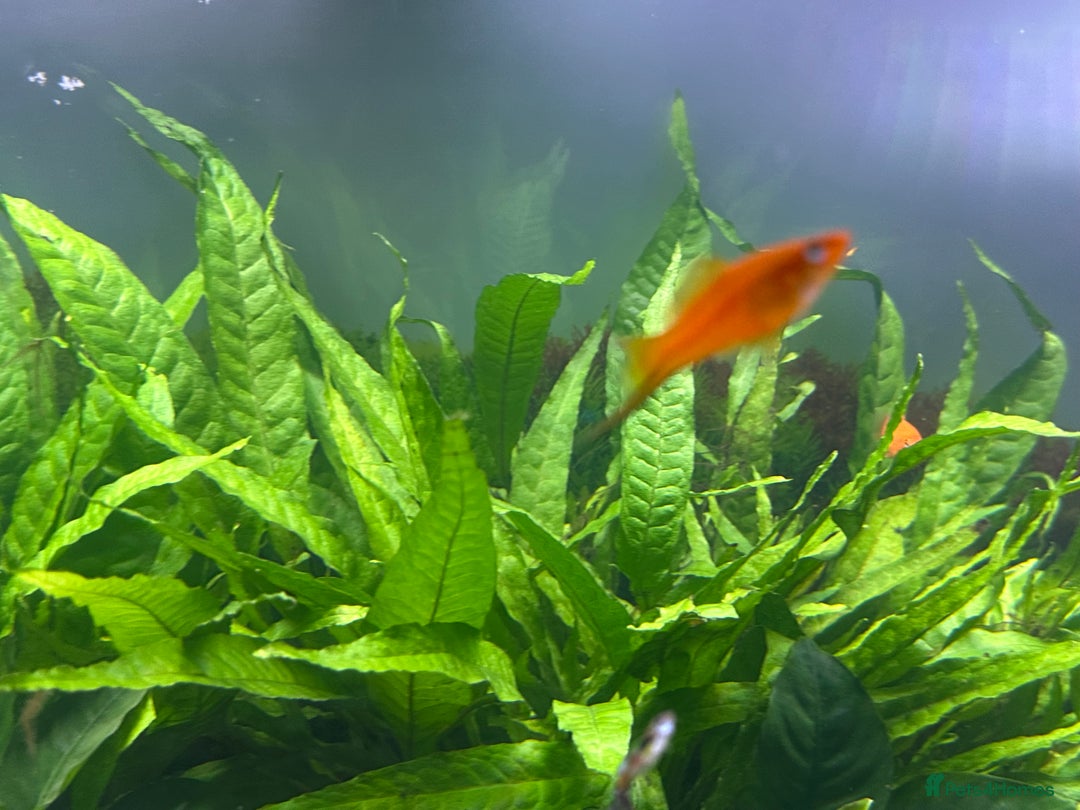 Live Bearers fish for sale: Guppy's endlers / molly & swords  - Image 6