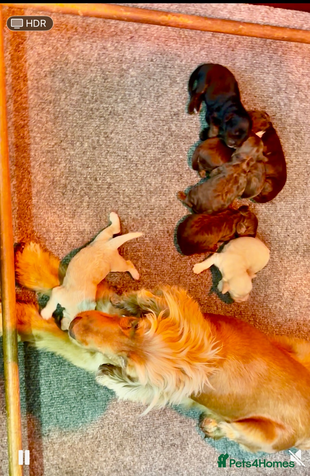 Cockapoo dogs for sale: Gorgeous Cockapoo puppies  - Image 2