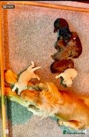 Cockapoo dogs Gorgeous Cockapoo puppies - Advert 2