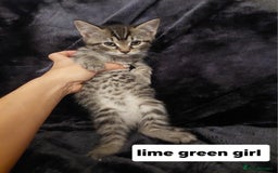 Mixed Breed cats for sale: Beautiful siver tabby kittens  - Image 17