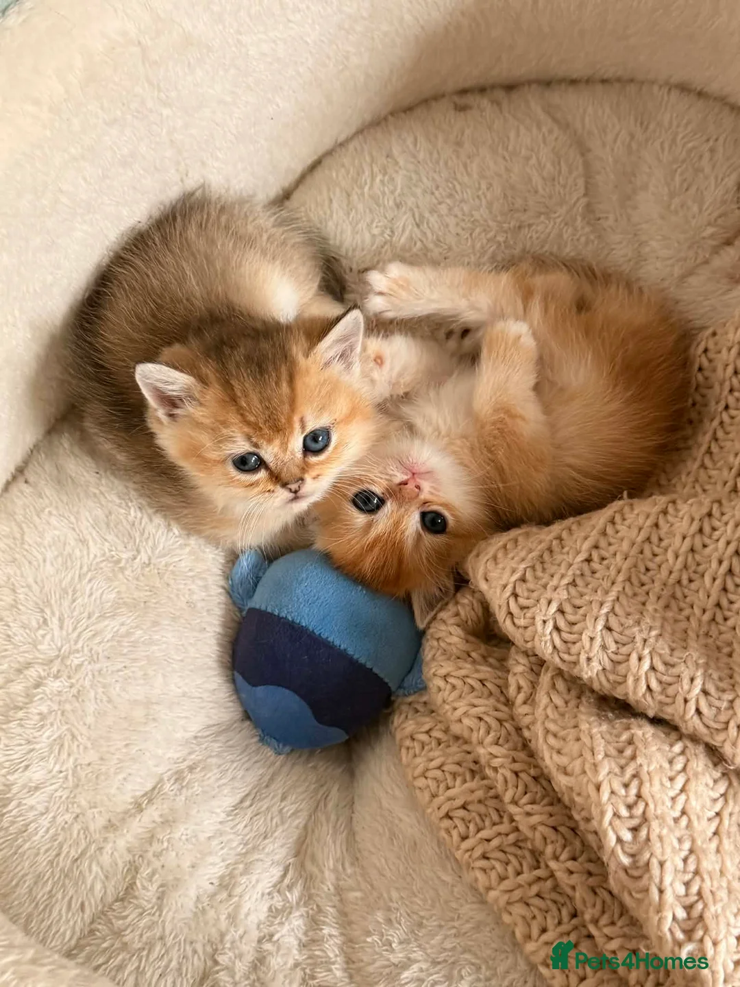 British Shorthair cats for sale: Adorable British Shorthair Gold Chinchilla - Advert 2