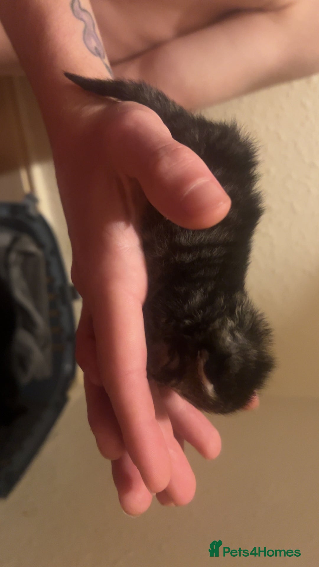 Mixed Breed cats for sale: Black Tabby kittens - Image 6