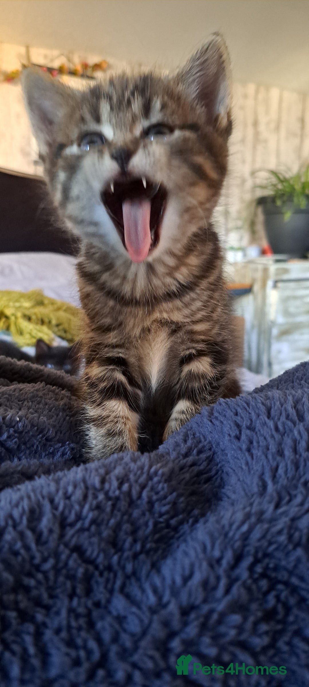 Mixed Breed cats for sale: Bengal mix kittens 😸 ♥️  - Image 12