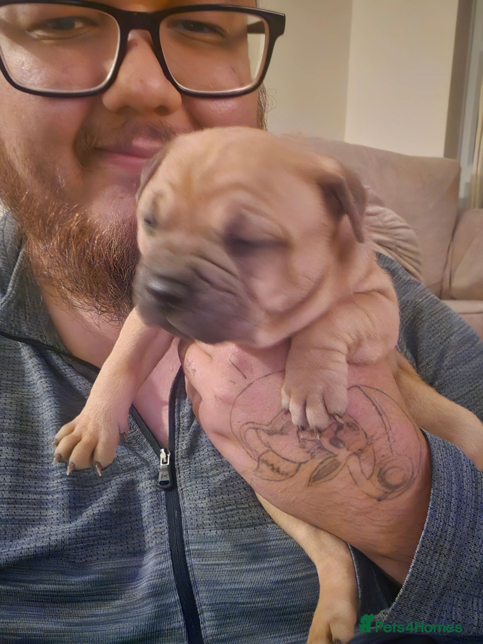 Shar Pei dogs Shar pei X Frenchie  - Advert 1