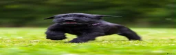 Giant Schnauzer dogs for sale: TRUE QUALITY GIANT SCHNAUZER PUPPIES - Advert 5