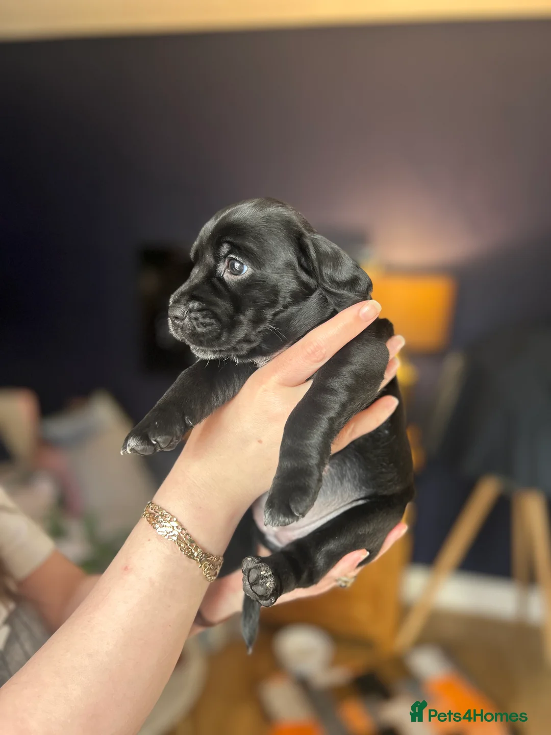 Mixed Breed dogs for sale: Looking for active homes in Weston-super-Mare - Advert 2