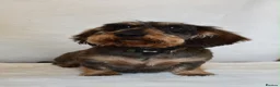 Miniature Dachshund dogs for stud: Wild boar Miniature wire hair stud dog  in Spalding - Advert 3