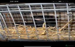 Ferret rodents for sale: Solid black hob kits  - Image 1