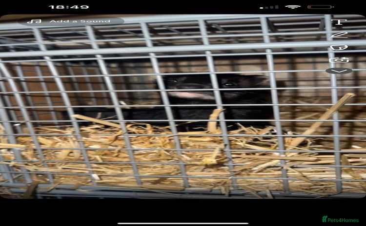 Ferret rodents - Advert 1