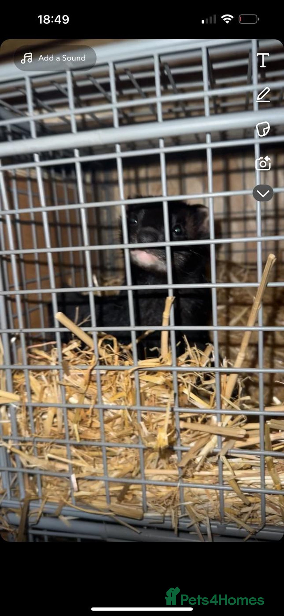 Ferret rodents for sale: Solid black hob kits  - Image 1