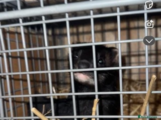 Ferret rodents - Advert 1