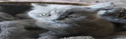 British Shorthair cats for sale: BRITISH SHORTHAIR GCCF REGISTERED KITTENS - Advert 6