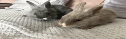 Mixed Breed rabbits for sale: Two beautiful bunnies - Advert 3
