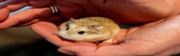 Hamster rodents for sale: Hundred Acre Hamster Rescue  - Advert 3