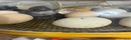 Chickens poultry for sale: Bantam chicks day olds - Advert 1