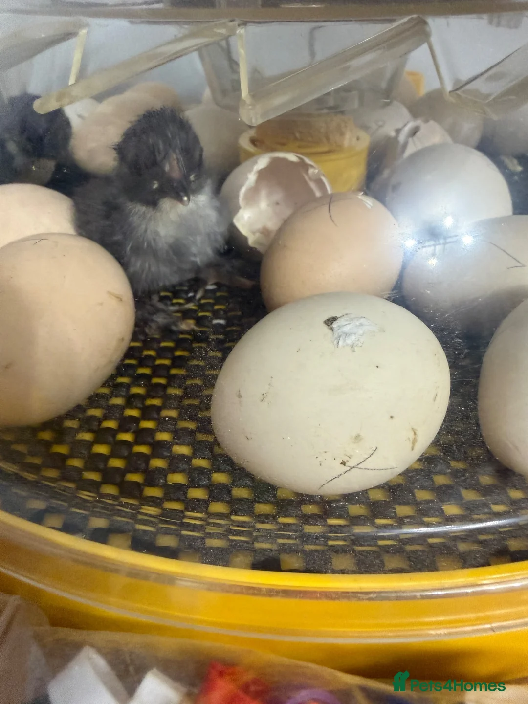 Chickens poultry for sale: Bantam chicks day olds - Advert 1