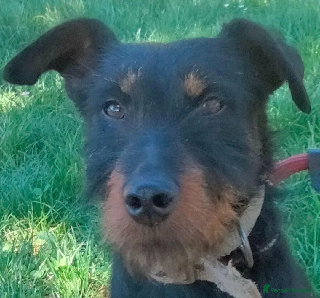 Jagdterrier dogs for adoption: Enzo  in Penryn - Advert 10