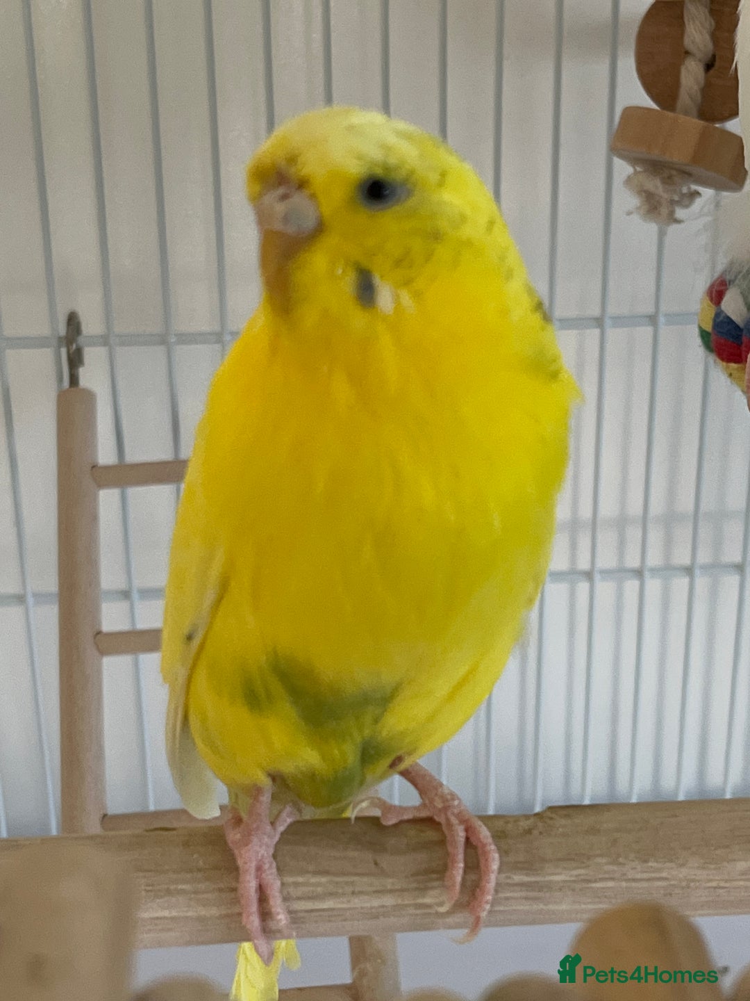 Budgerigars birds for sale: 2 Budgies in need for a new home(read description) - Advert 4