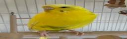 Budgerigars birds for sale: 2 Budgies in need for a new home(read description) - Advert 4