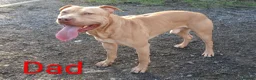 American Bull Staffy dogs for sale: American bull - Advert 21