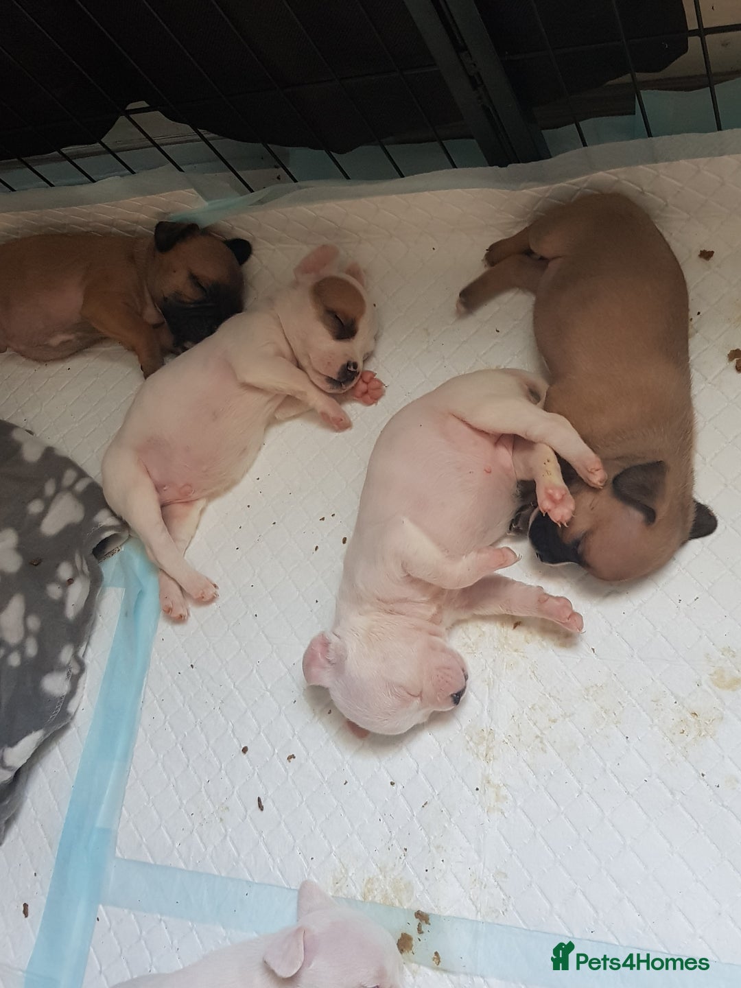 Mixed Breed dogs for sale: Frenchie X staffy - Image 29