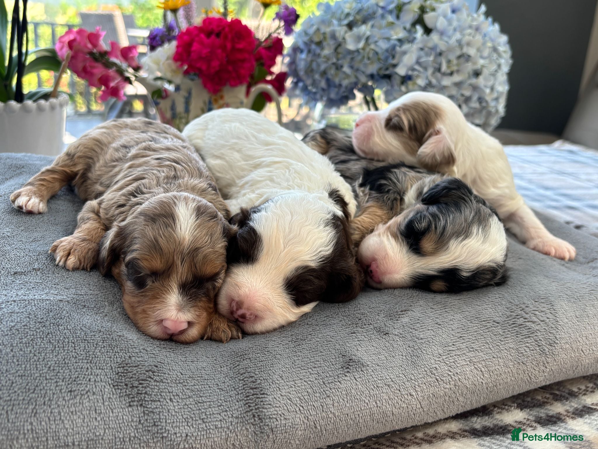 Cavapoo dogs ✨ Rare & Gorgeous F1 Cavapoos 🐾 Licensed - Advert 1
