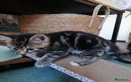 Domestic Shorthair cats for sale: Stunning kittens for sale  - Image 32