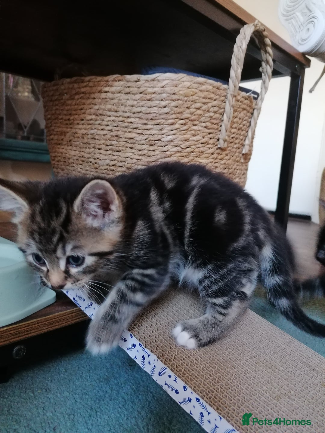 Domestic Shorthair cats for sale: Stunning kittens for sale  - Image 32