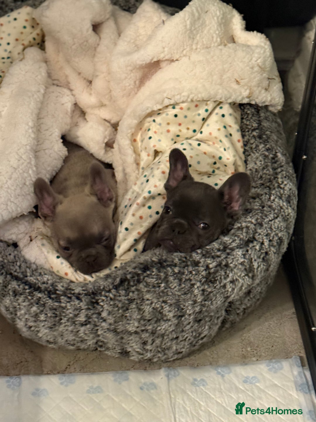 French Bulldog dogs for sale: Fluffy carrier French bull dog puppies  - Advert 6