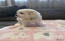 Maltese dogs for sale: Maltese puppies - Image 32