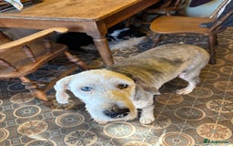 Old English Sheepdog dogs for sale: Old English Sheepdog  - Image 2