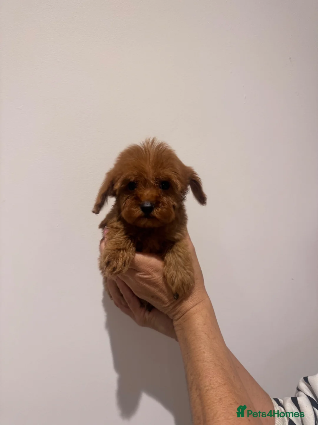 Cavapoo dogs for sale: Beautiful Cavapoos  - Advert 1