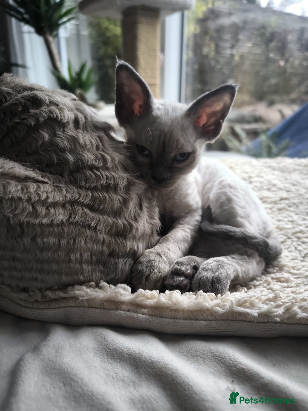 Devon Rex cats for sale: Devon Rex💕Blue Point Lynx Girl🩷Blue Point Boy💙 - Advert 15