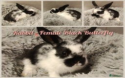 Mini Lop rabbits for sale: Beautiful Mini Lop Baby Rabbits  - Image 3