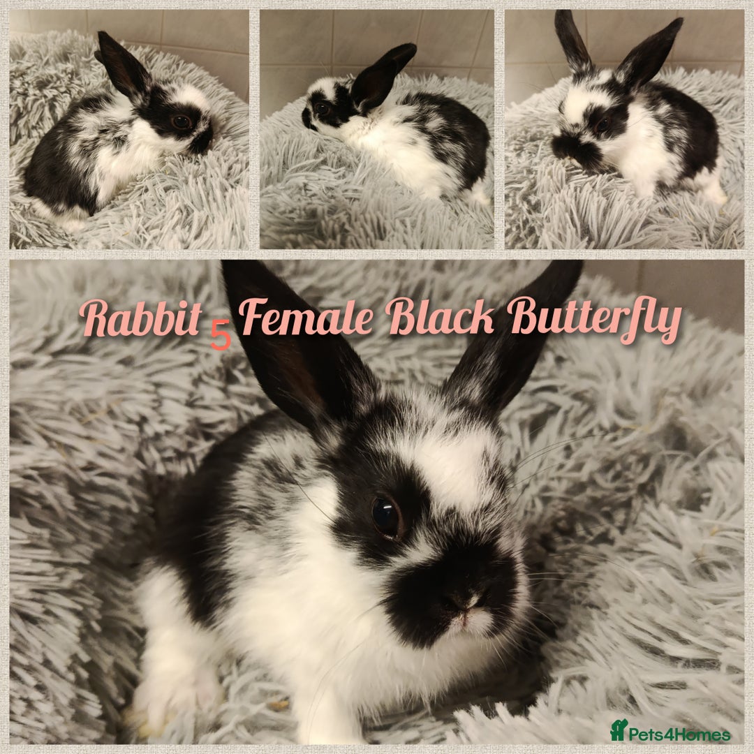 Mini Lop rabbits for sale: Beautiful Mini Lop Baby Rabbits  - Image 3