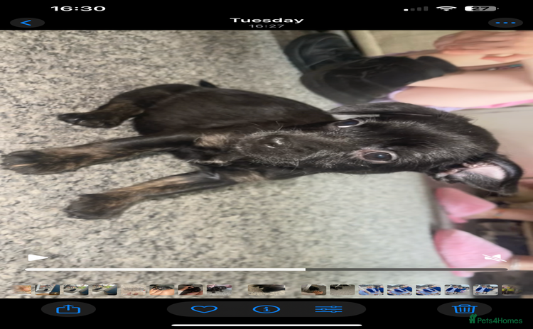 Mixed Breed dogs - Advert 3
