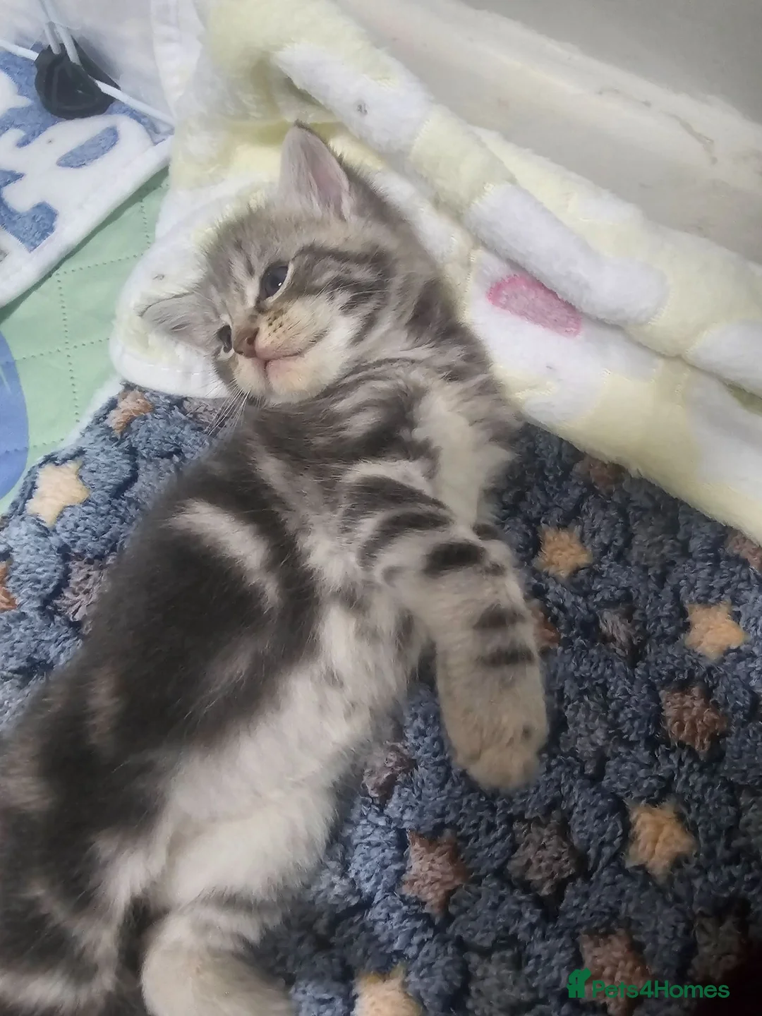 Maine Coon cats for sale: 7 main coon kittens  - Advert 11