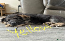 German Shepherd dogs for sale: 6 Beautiful, Healthy German Shepherd puppies in Mansfield - Image 5
