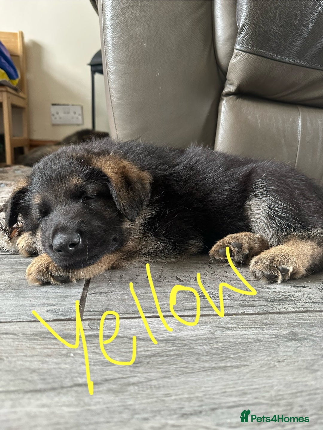 German Shepherd dogs for sale: 6 Beautiful, Healthy German Shepherd puppies in Mansfield - Image 5