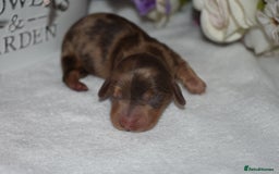 Miniature Dachshund dogs for sale: KC Long Coat Miniature Dachshund Puppies - Image 2