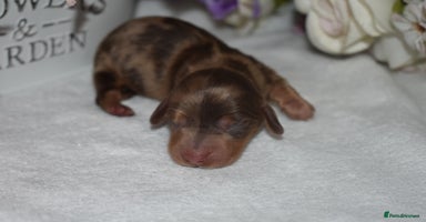 Miniature Dachshund dogs - Advert 15