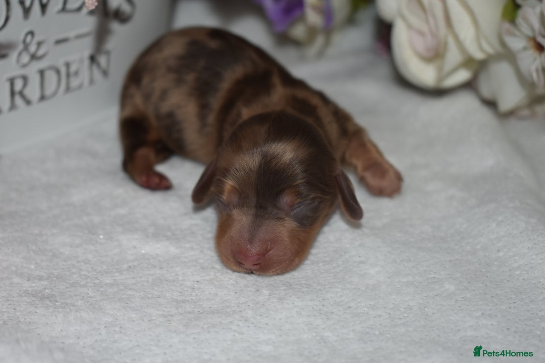 Miniature Dachshund dogs for sale: KC Long Coat Miniature Dachshund Puppies - Image 2