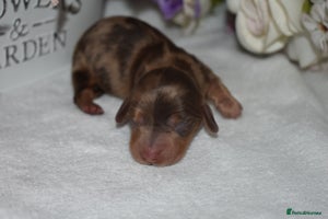 Miniature Dachshund dogs - Advert 13
