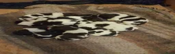 English Springer Spaniel dogs for sale: Springer spaniels puppies  in Spalding - Advert 7